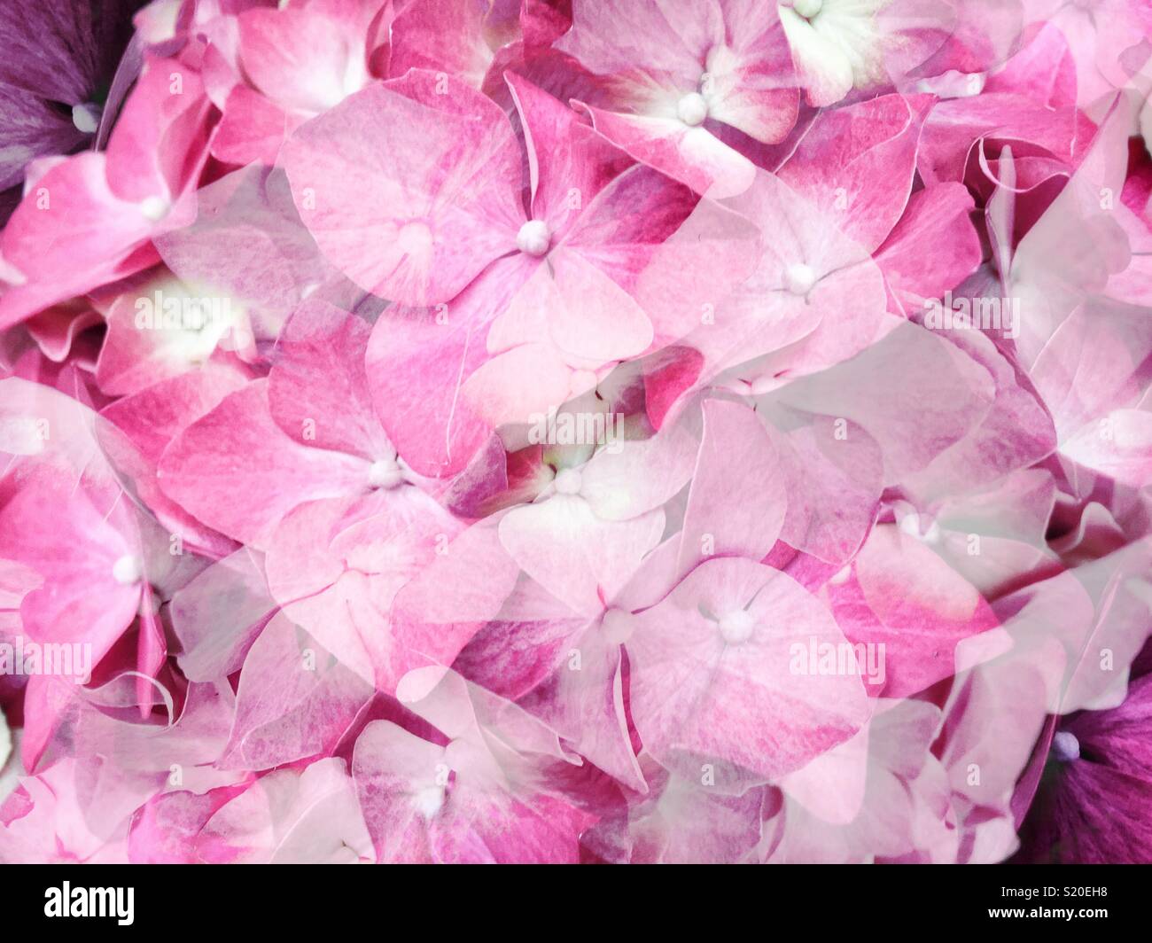 pink Hydrangea flowers double exposure - Smartphone Captured Stock Image