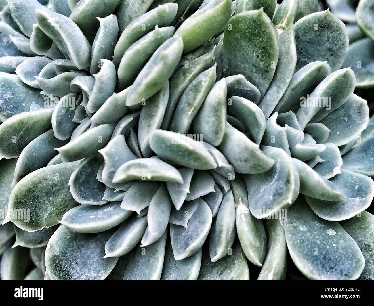 Healthy succulents - Smartphone Captured Stock Image