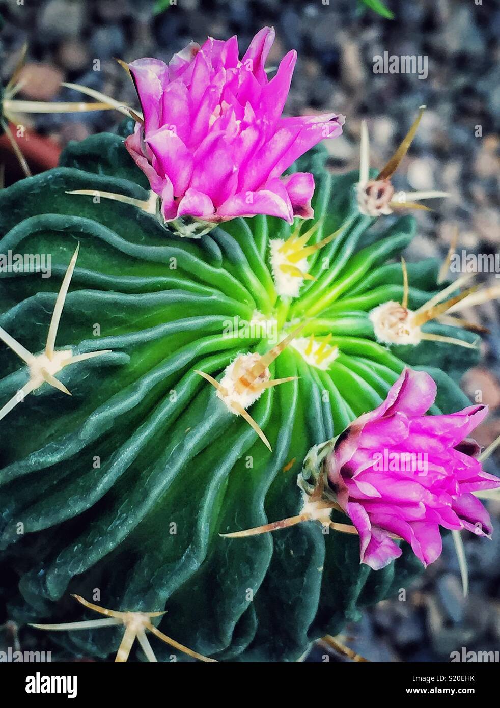 Bright pink flowers on a cactus Stock Photo