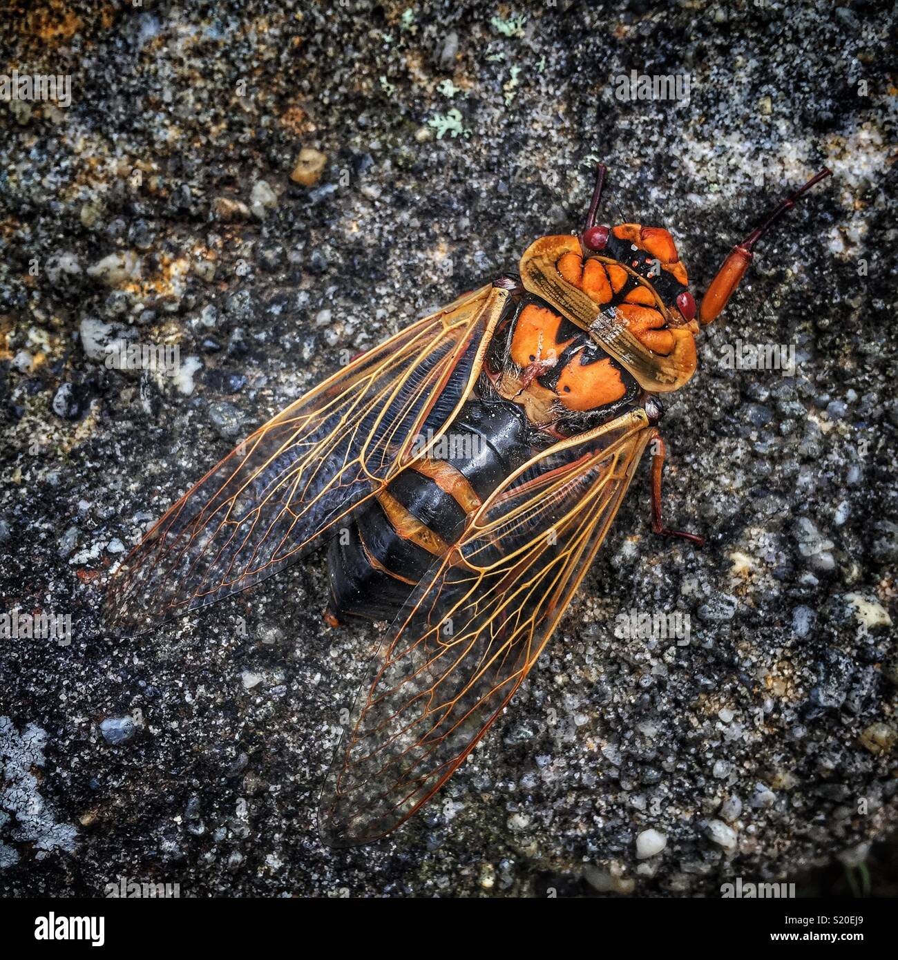 Masked Devil cicada (Cyclochila australasiae), Prince Henry Cliff Walk,  Katoomba, Blue Mountains National Park, NSW, Australia Stock Photo - Alamy