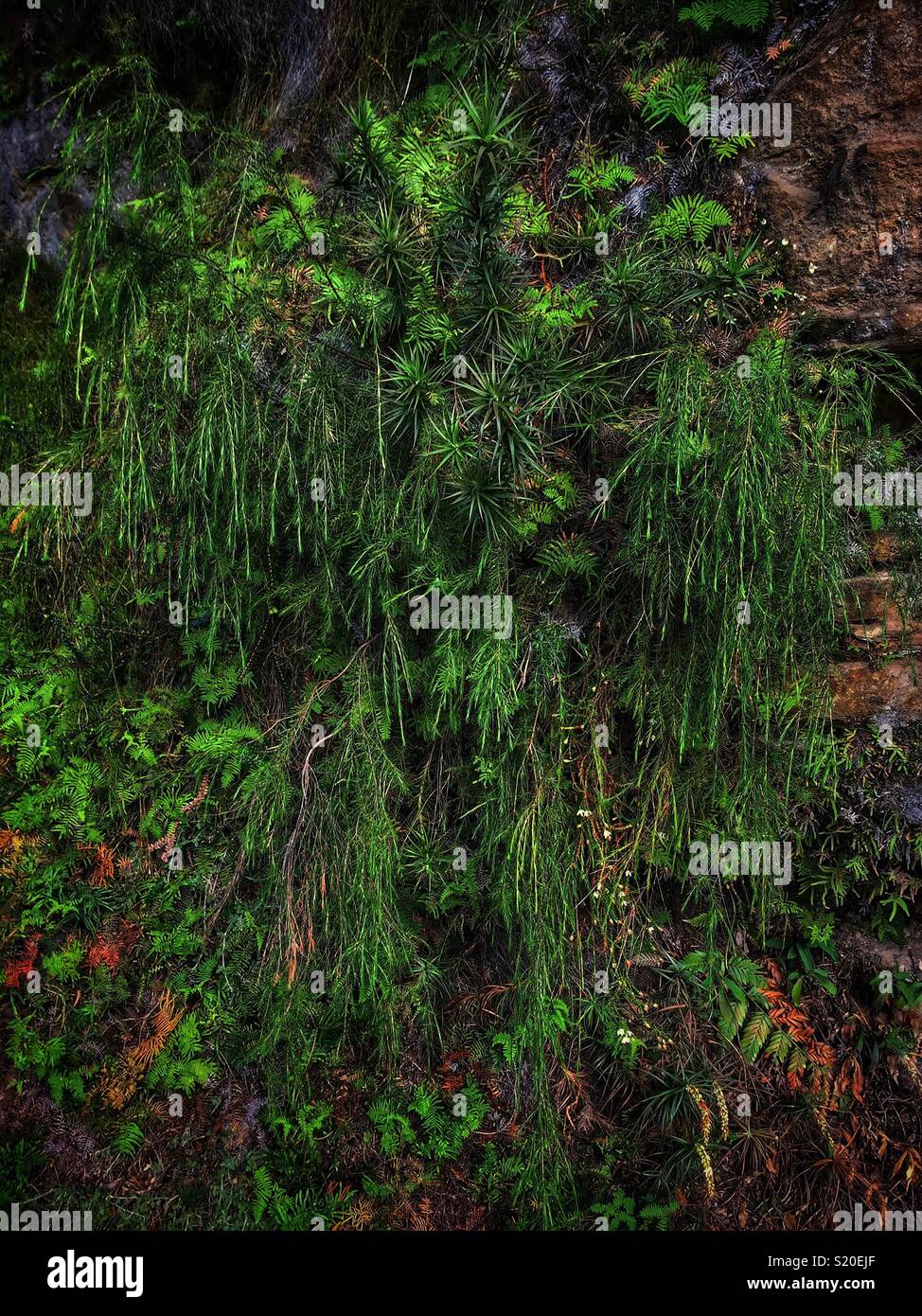 Plant community under an overhang on the cliff face, National Pass walking track near Wentworth
