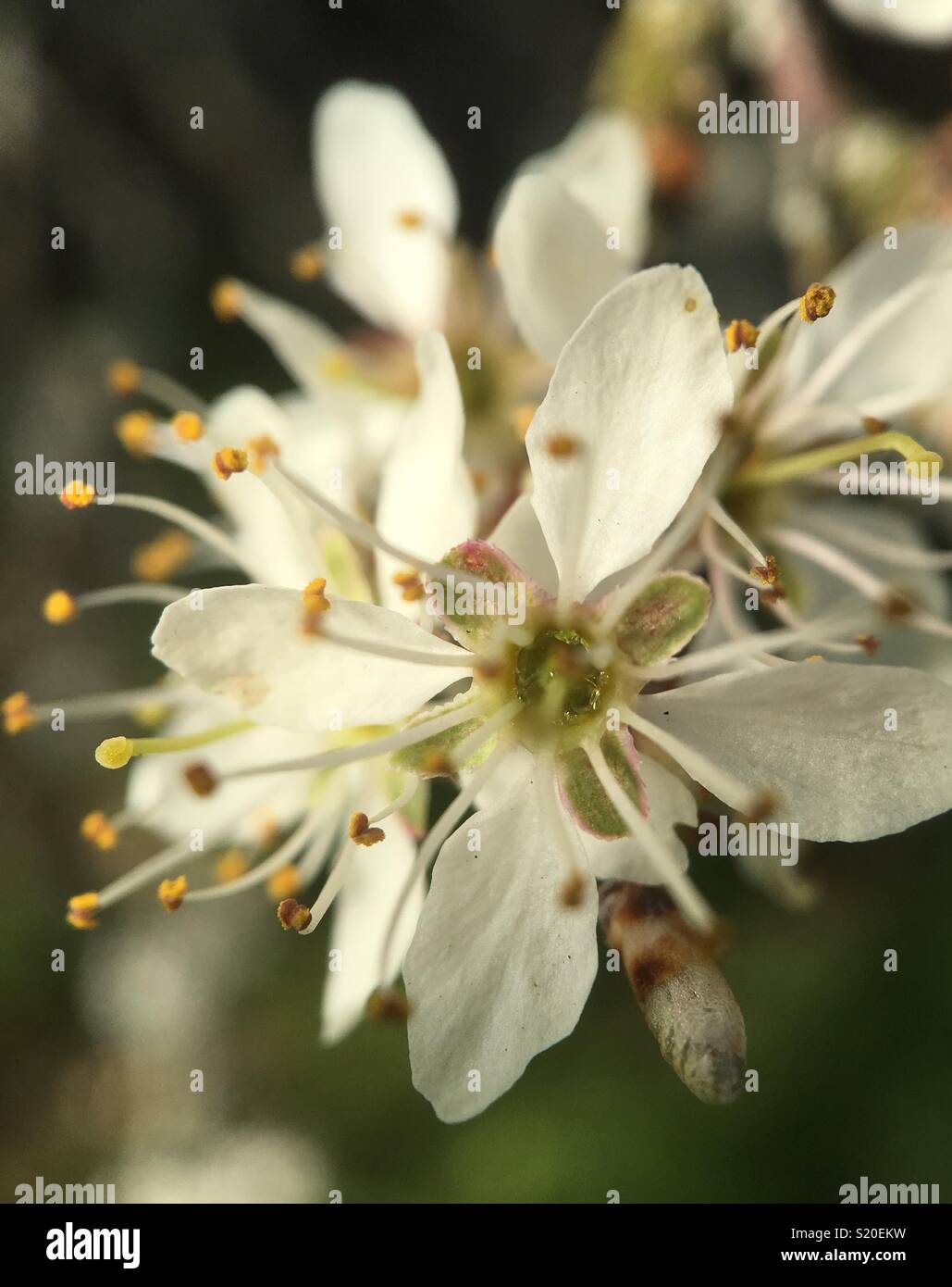 May blossom Stock Photo Alamy