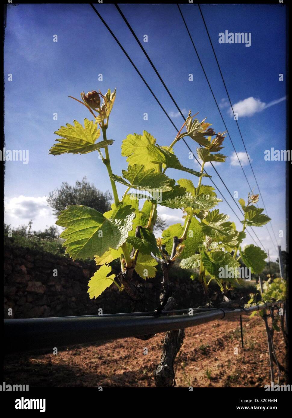 Fresh spring growth on Syrah grapevines, Catalonia, Spain. - Smartphone Captured Stock Image