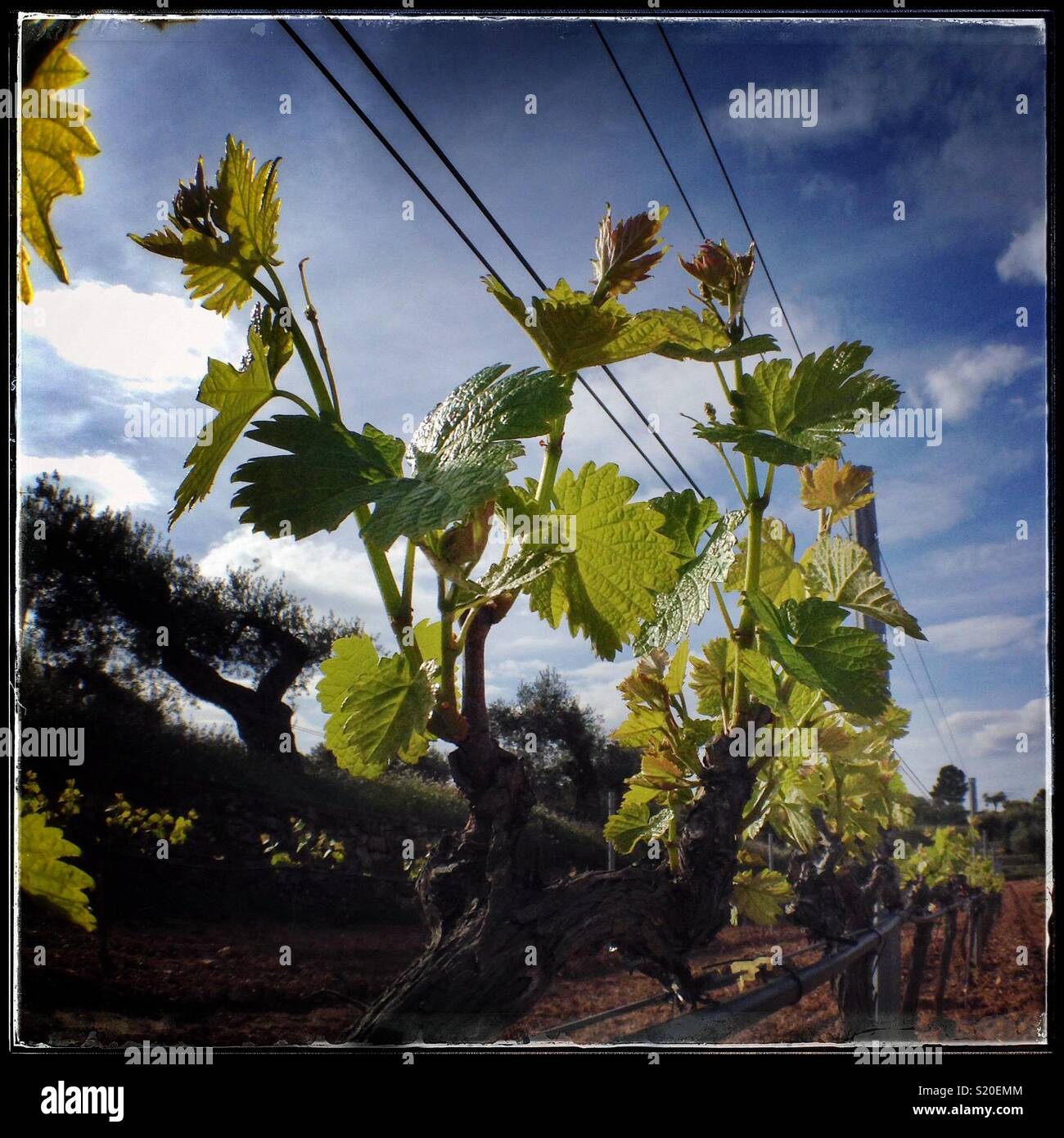 Fresh spring growth on Syrah grapevines, Catalonia, Spain. - Smartphone Captured Stock Image