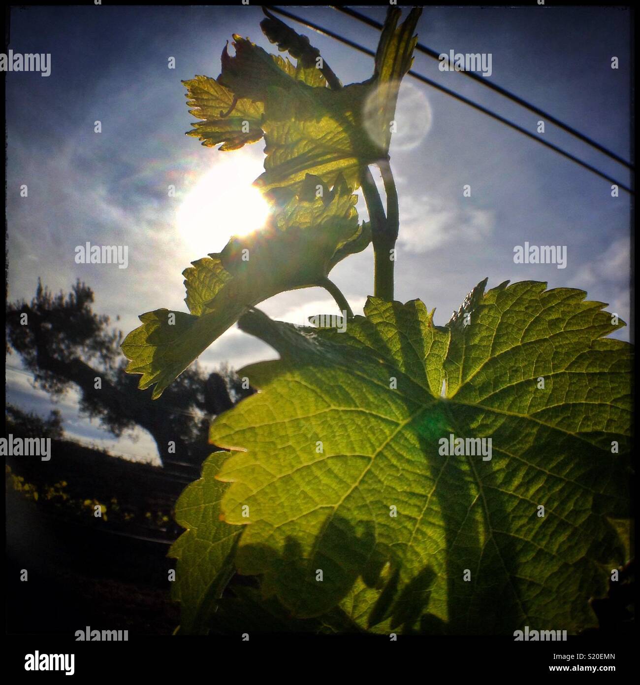 Fresh spring growth on Viognier grapevines, Catalonia, Spain. - Smartphone Captured Stock Image