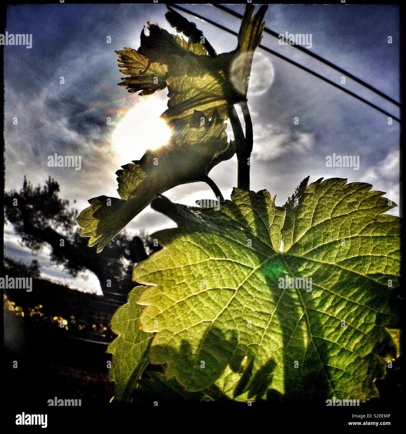 Fresh spring growth on Viognier grapevines, Catalonia, Spain. - Smartphone Captured Stock Image