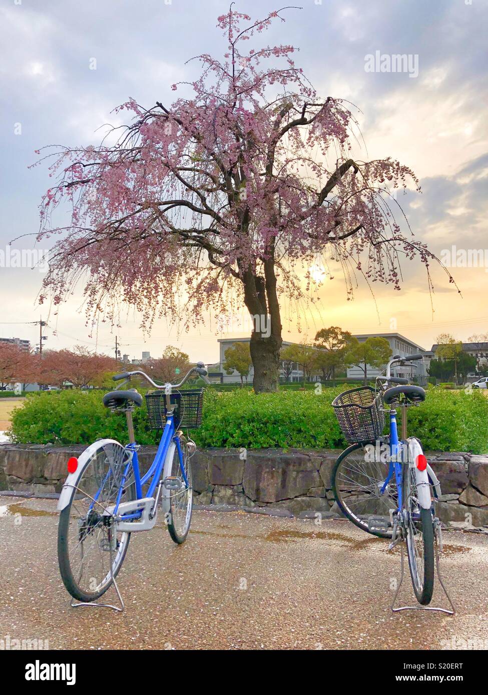 Lone cherry tree. - Smartphone Captured Stock Image