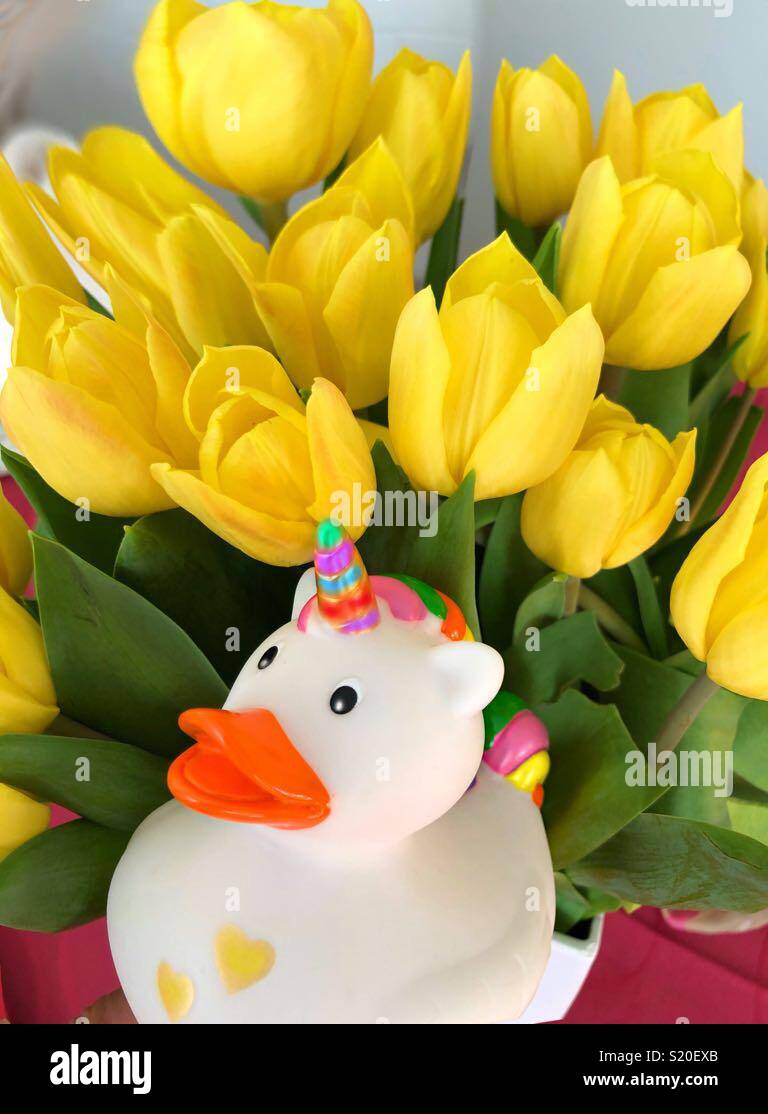 Dream of Tulips with duck. - Smartphone Captured Stock Image