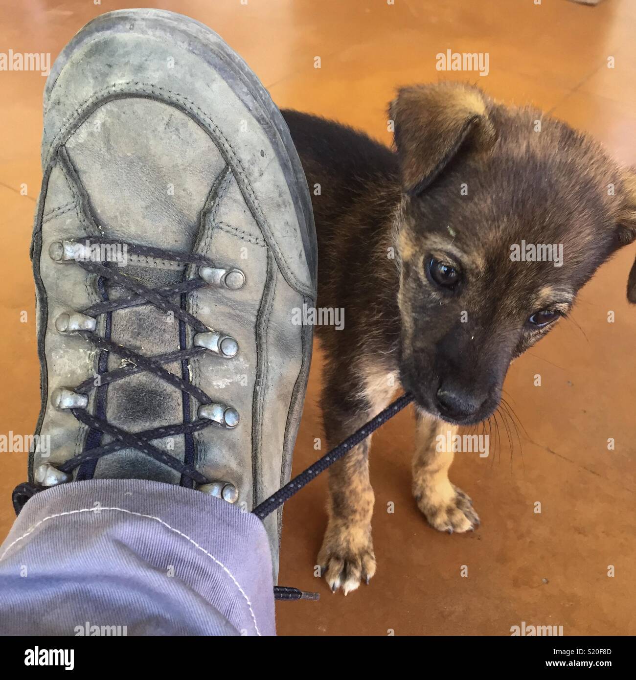 Puppy dog opening shoe laces Stock Photo Alamy