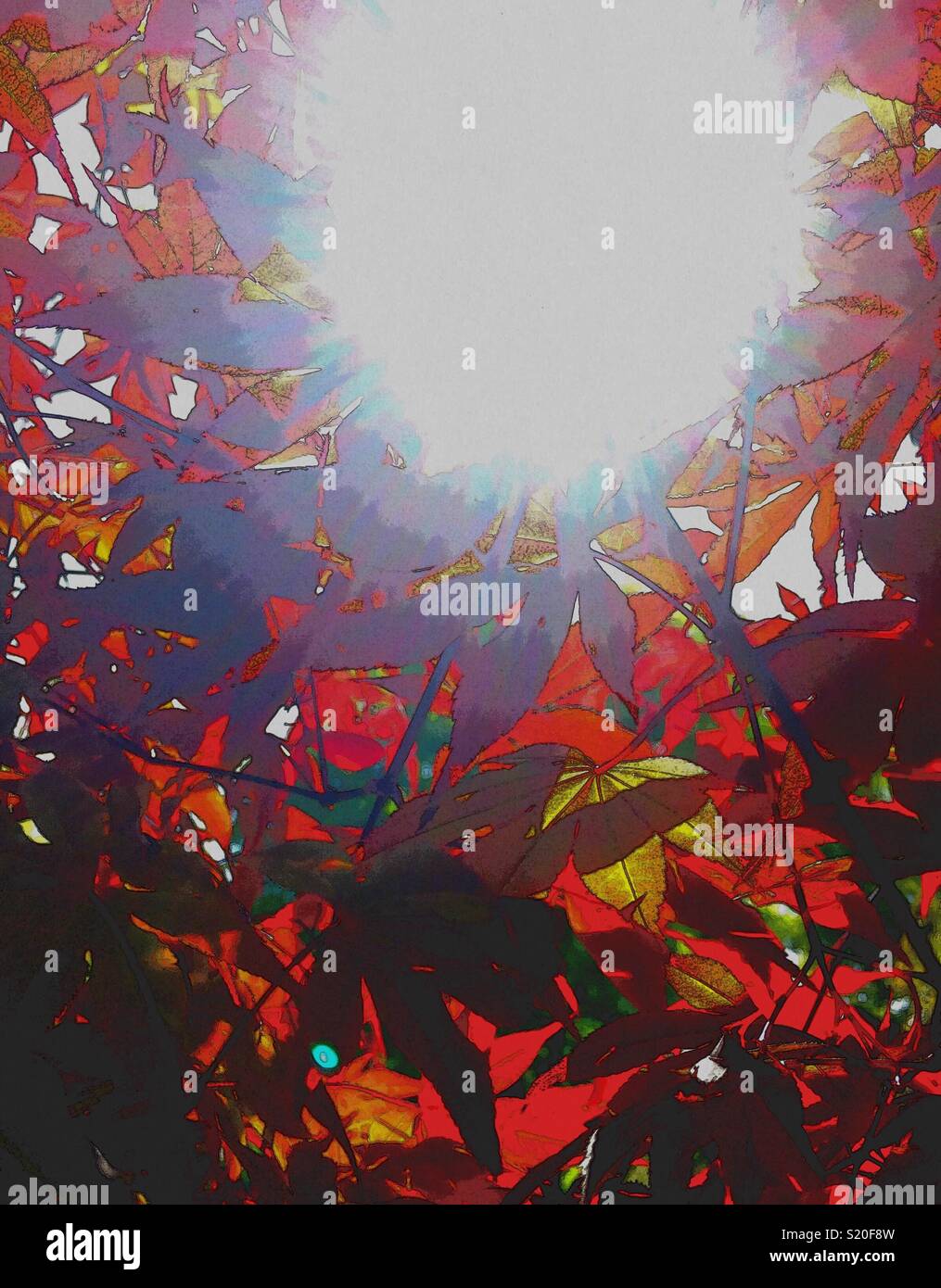 Sun rays shining through red maple leaves. Stock Photo