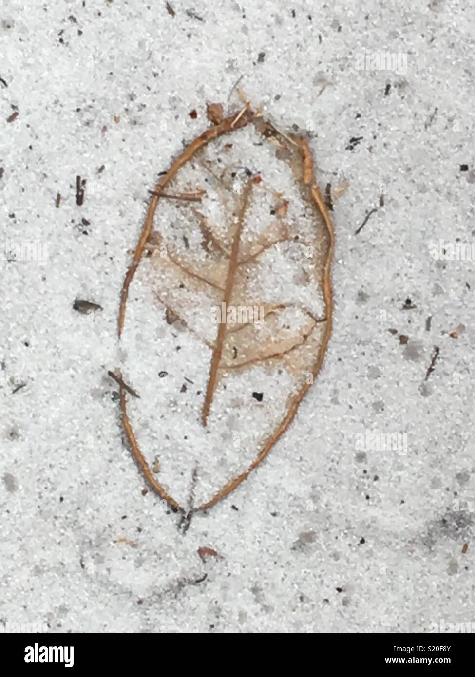 Leaf under sand at little manatee river state park Florida Stock Photo