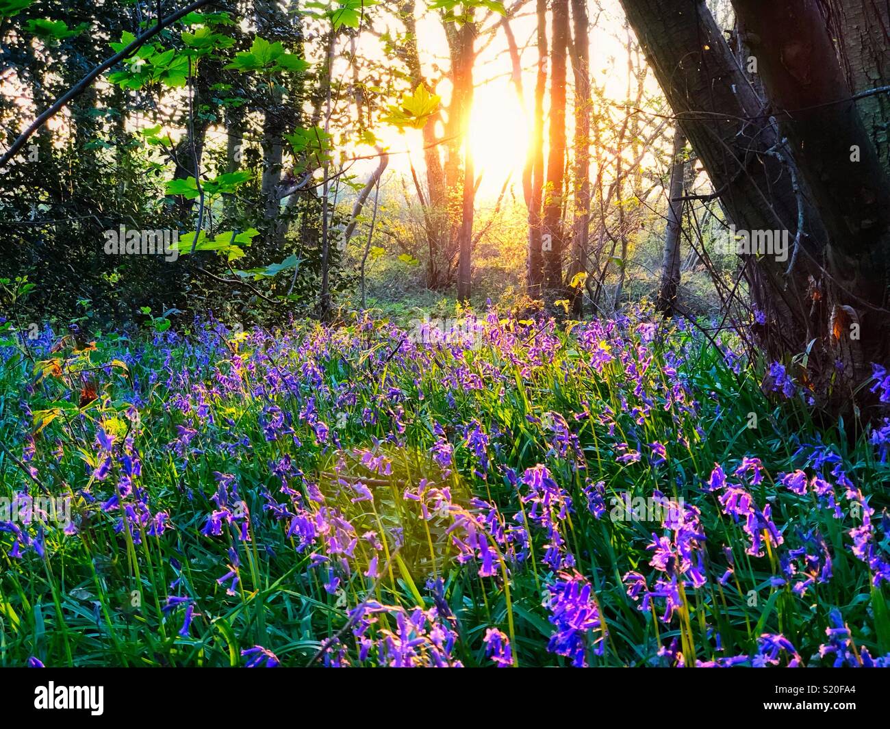 Spring Bluebells in evening light Stock Photo