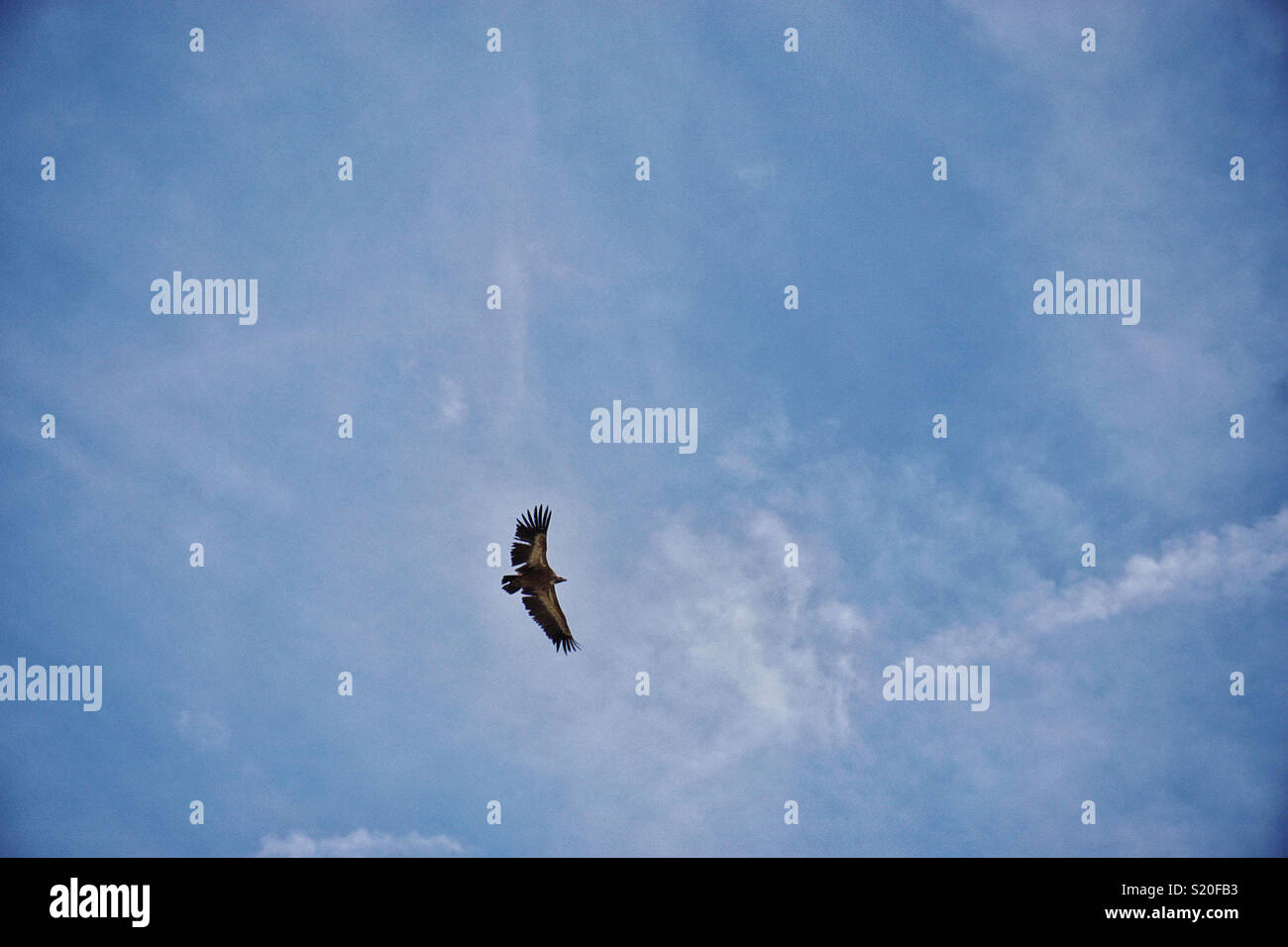 Vulture flying over our heads in a blue sky Stock Photo