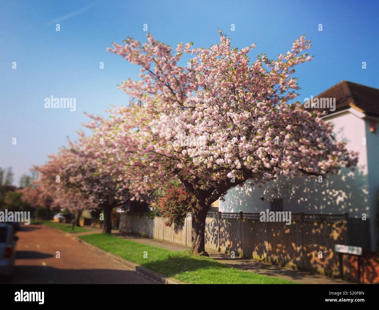 Spring blossom on an ornamental cherry tree, on a sunny day with blue sky / skies / sun. UK suburban road / tree lined street U.K. - Smartphone Captured Stock Image