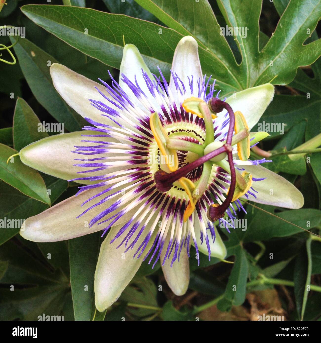 A passion fruit flower in full blossom Stock Photo Alamy