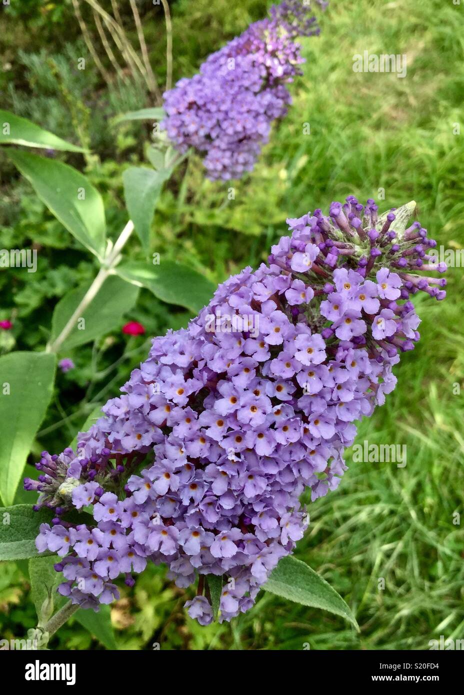 Purple Buddleia Stock Photos Purple Buddleia Stock Images Alamy