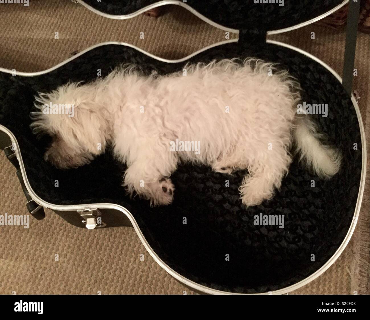 Dog Asleep in a Guitar Case Stock Photo Alamy
