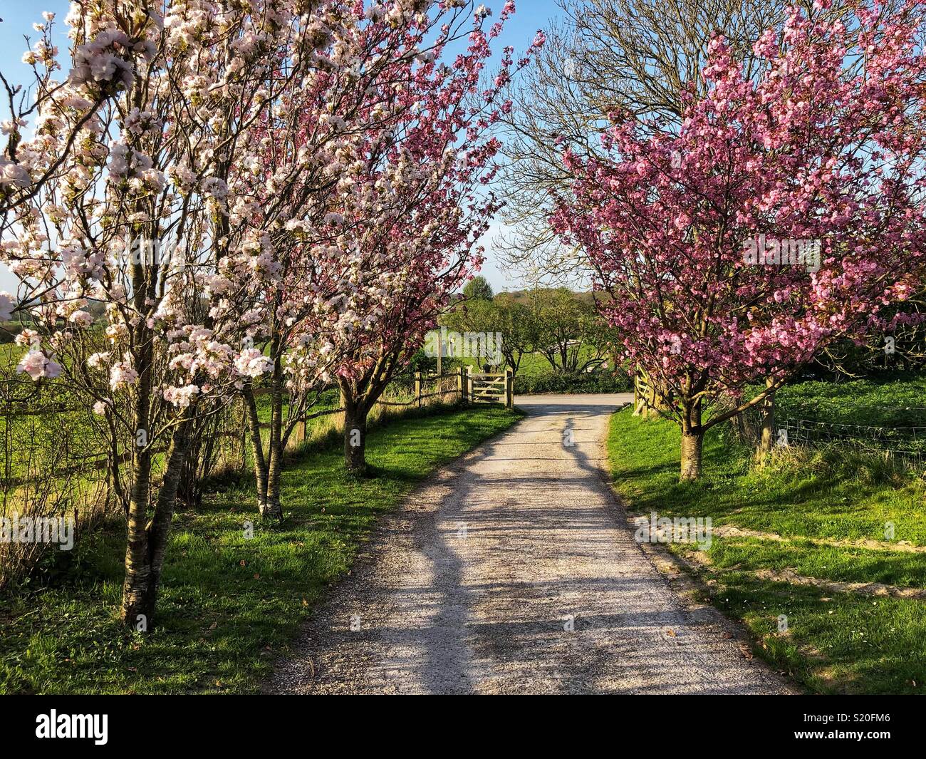 Beautiful country lane lined by flowering cherry trees in West Sussex