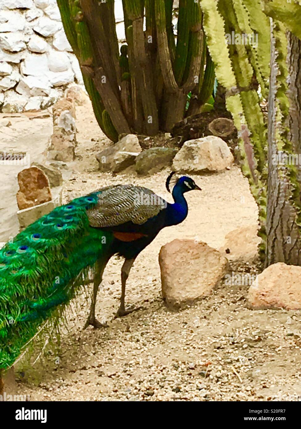 Colorful male peacock  blue and green peacock walking amongst large light green cactus plants in desert landscape in Southern California Stock Photo