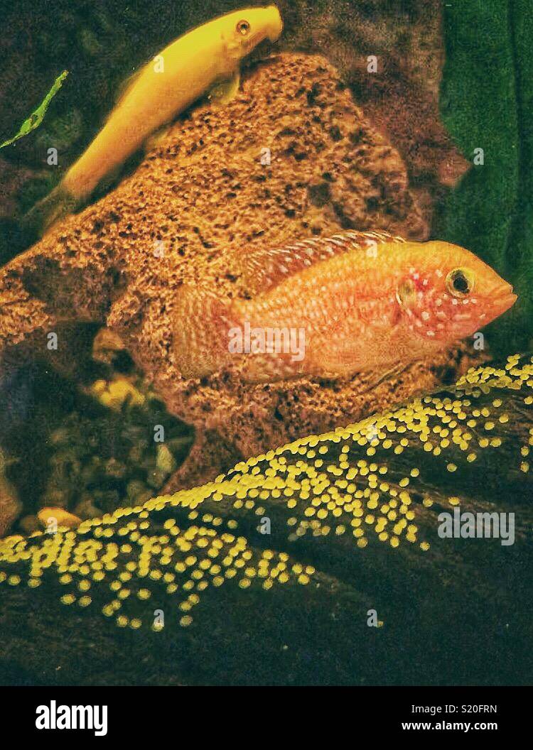 Tropical fish. Jewel cichlid guarding her eggs watched by a golden loach. Stock Photo