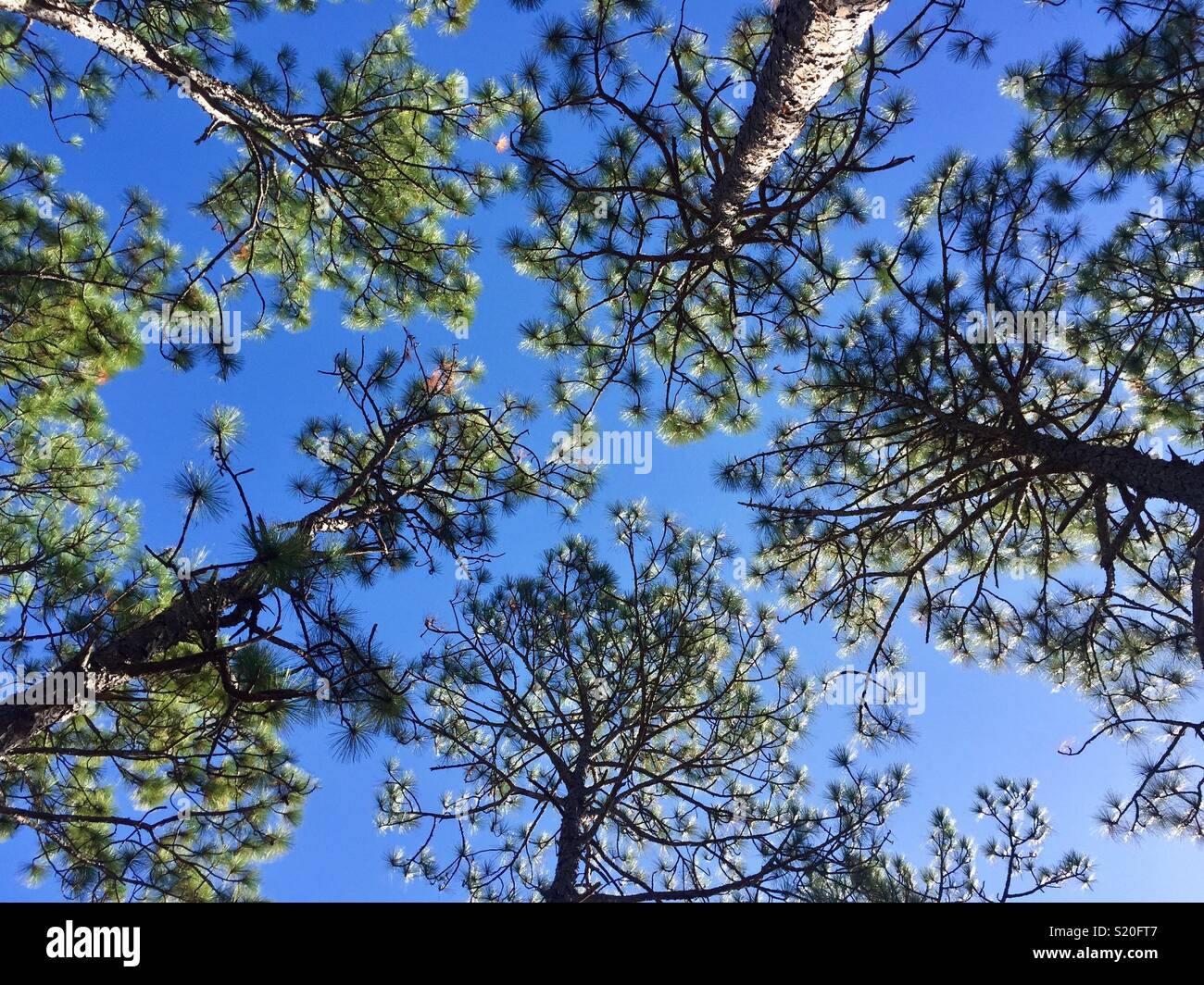 Longleaf pine tree hi-res stock photography and images - Alamy