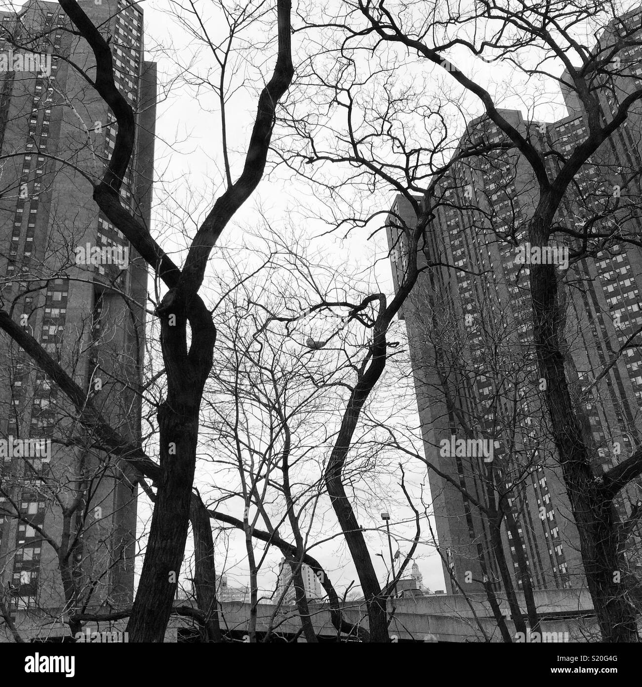 Bare trees and towers, the Bronx, New York City Stock Photo - Alamy
