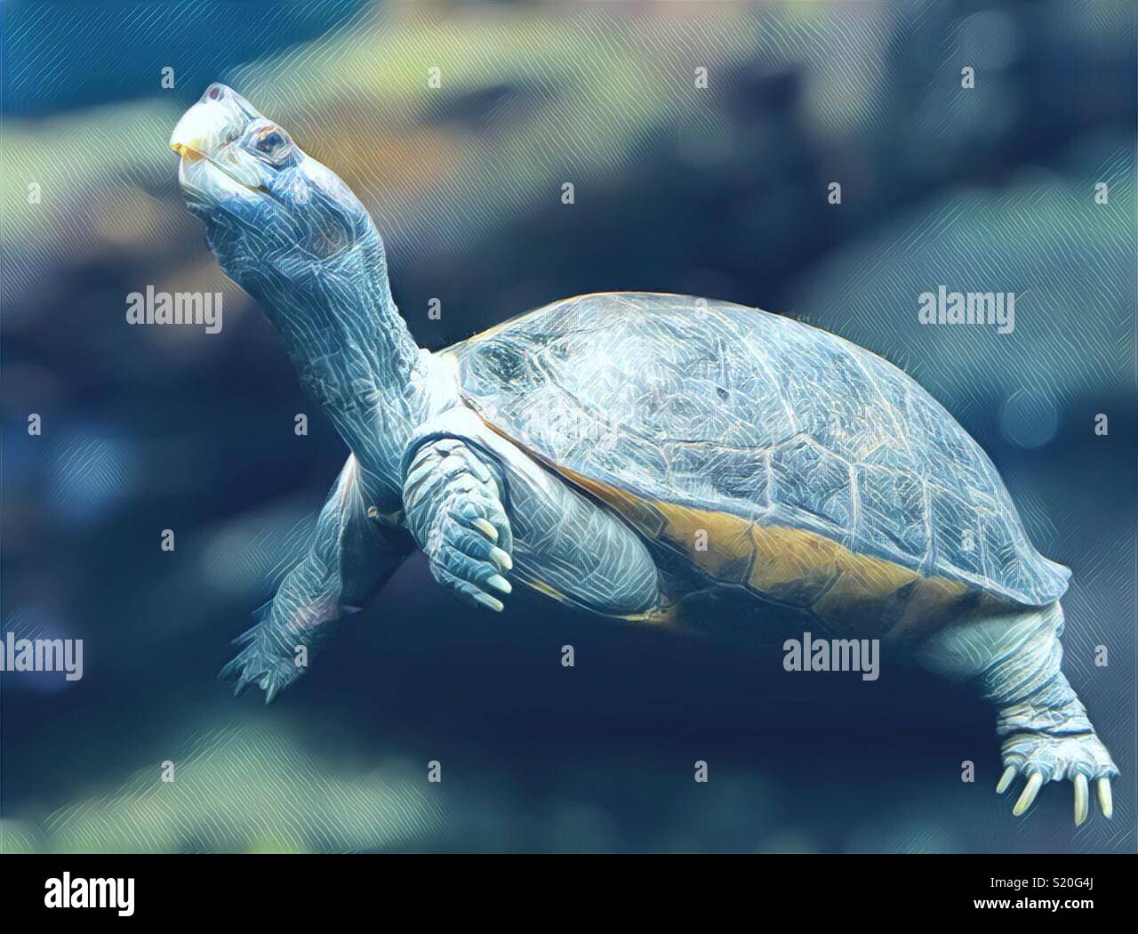 Old turtle swimming in a tank, not the sea, plastic pollution - Smartphone Captured Stock Image Old turtle swimming in a tank, not the sea, plastic pollution - Smartphone Captured Stock Image