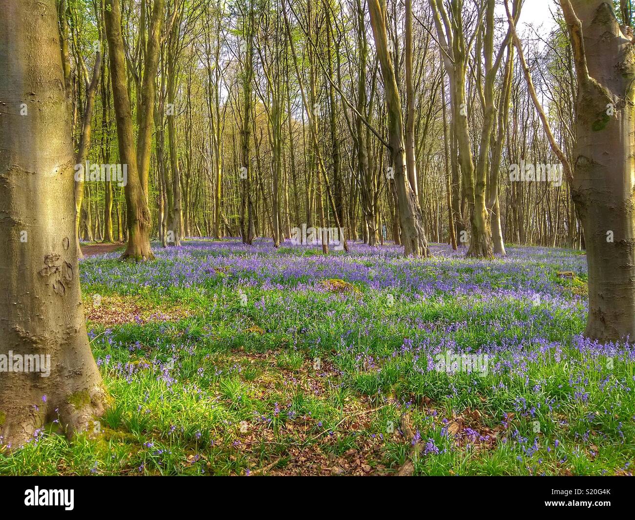 Bluebells under Beech trees at Upper Barn Copses, Bishopstoke, Hampshire - Smartphone Captured Stock Image