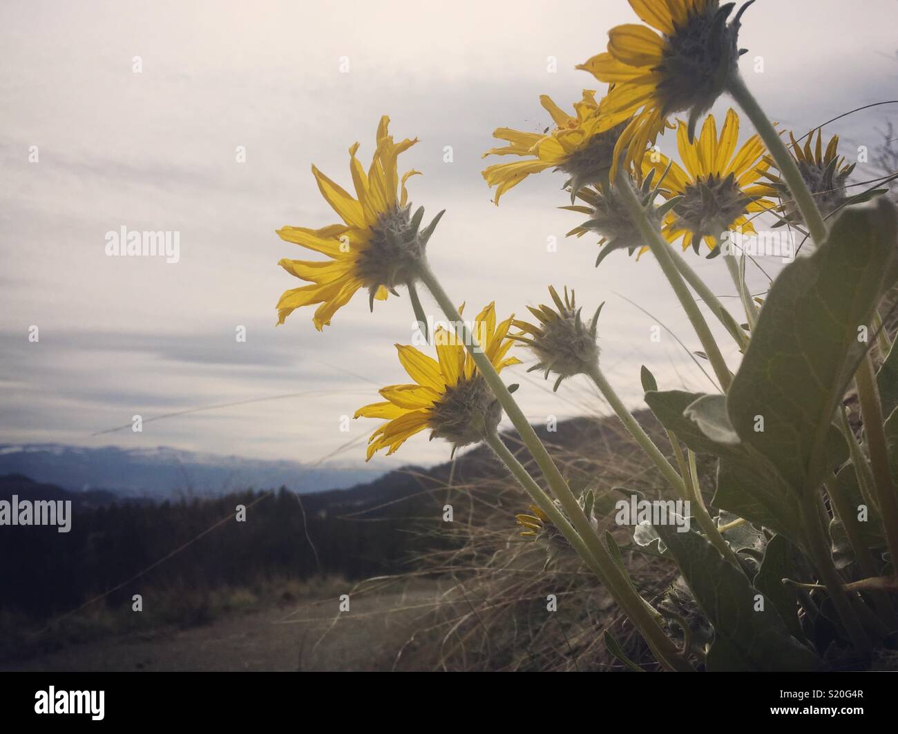 Yellow spring sunflowers, Arrowleaf Balsam Root, on an overcast spring day with mountains in the background. Room for copy. Stock Photo