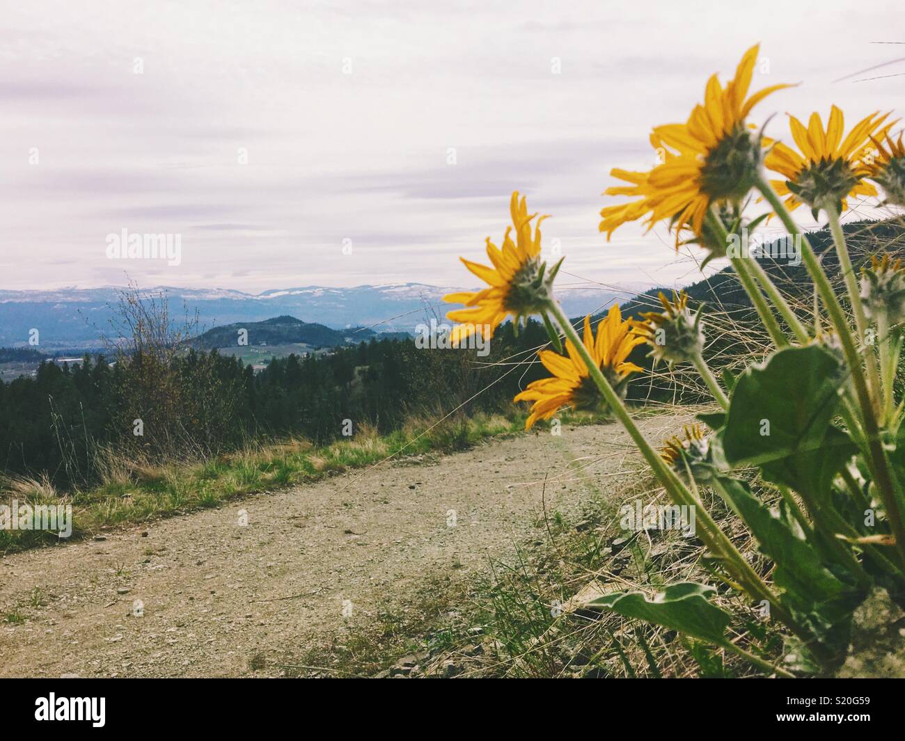 A hiking path on an overcast spring day with mountains in the distance and yellow wildflowers in the foreground. Room for copy - Smartphone Captured Stock Image