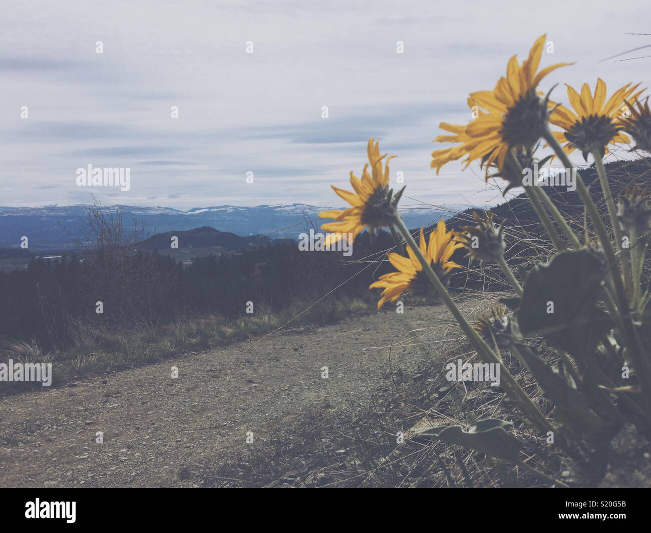 A trail in the hillside on a spring overcast day with mountains on the horizon and yellow spring sunflowers in the foreground. Faded edit. Room for copy. - Smartphone Captured Stock Image