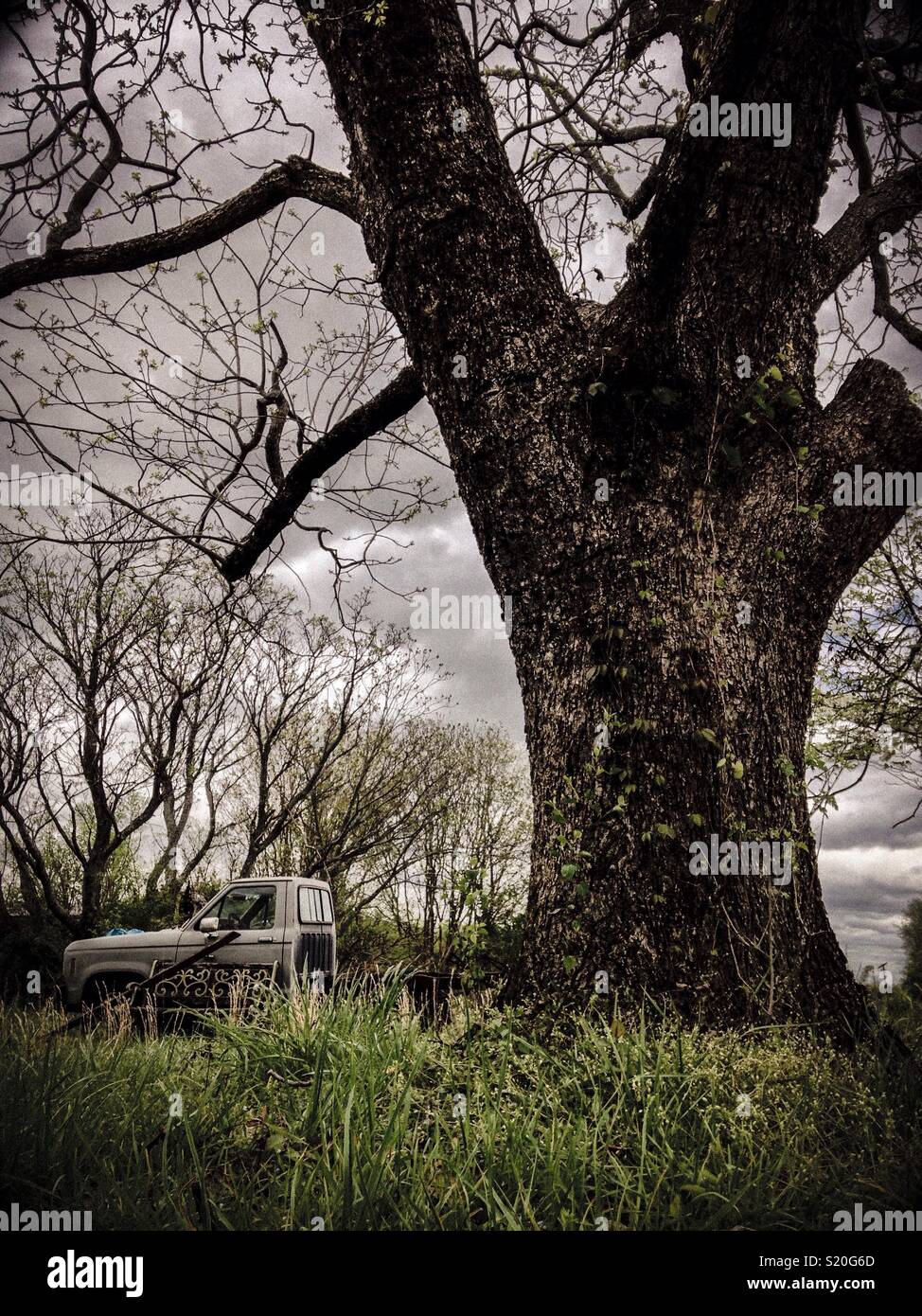 Old truck, old tree, overcast sky Stock Photo