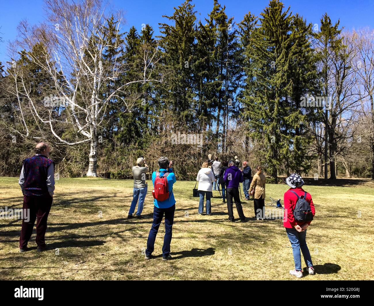 Birdwatchers watching a pair of Great Horned owls in the evergreens, Canada - Smartphone Captured Stock Image