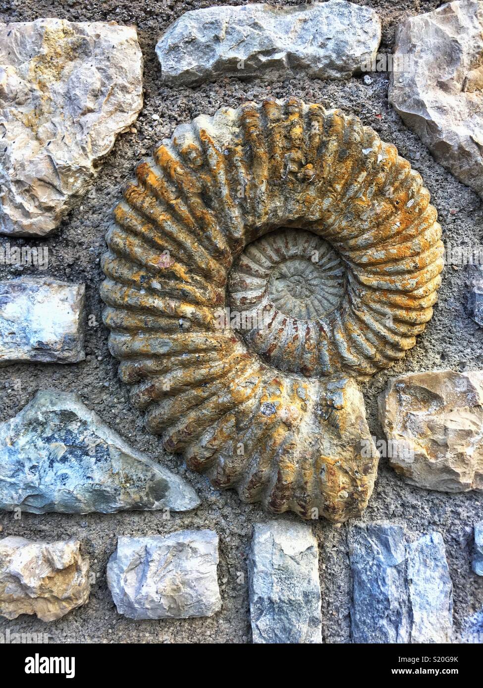 Seashell fossil hires stock photography and images Alamy