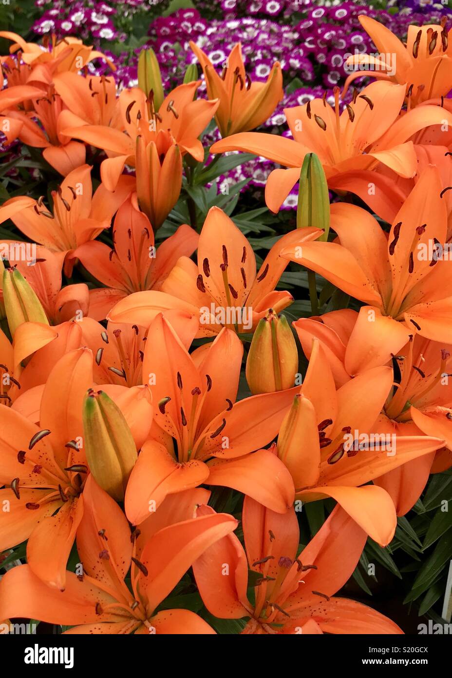 Beautiful bright orange Tiger Lily! Stock Photo