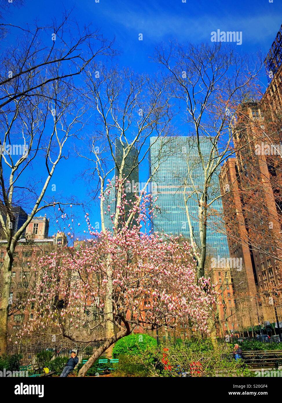 Spring Time  trees in bloom at tutor city surrounded by Skyscrapers  New York city, USA - Smartphone Captured Stock Image