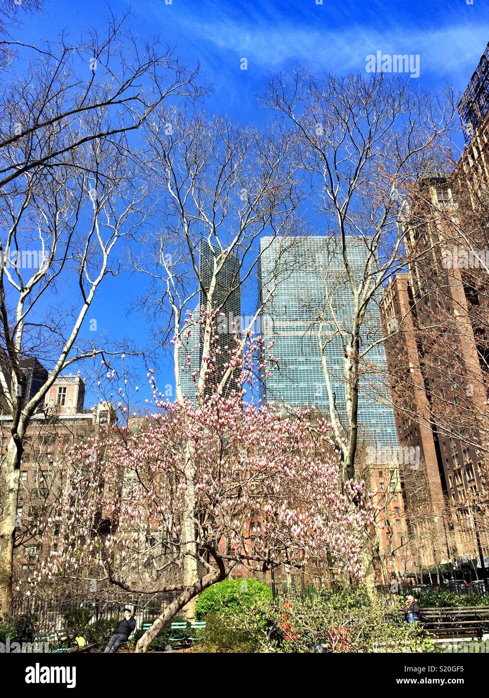 Springtime trees in full bloom in tutor city surrounded by tall skyscrapers, New York City, USA - Smartphone Captured Stock Image