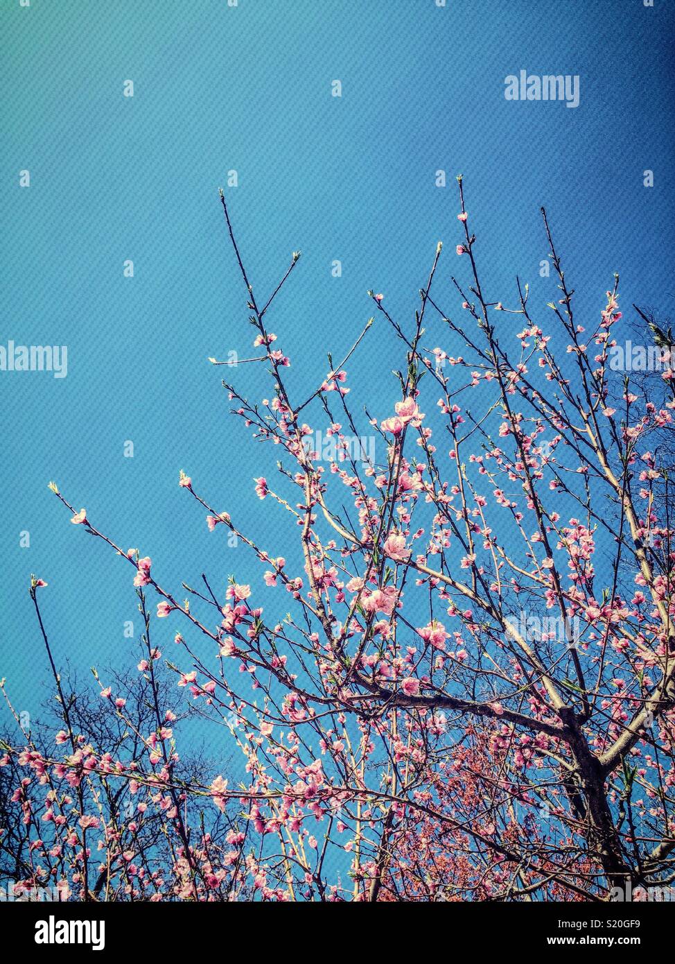 A blooming magnolia tree in spring time, United States - Smartphone Captured Stock Image