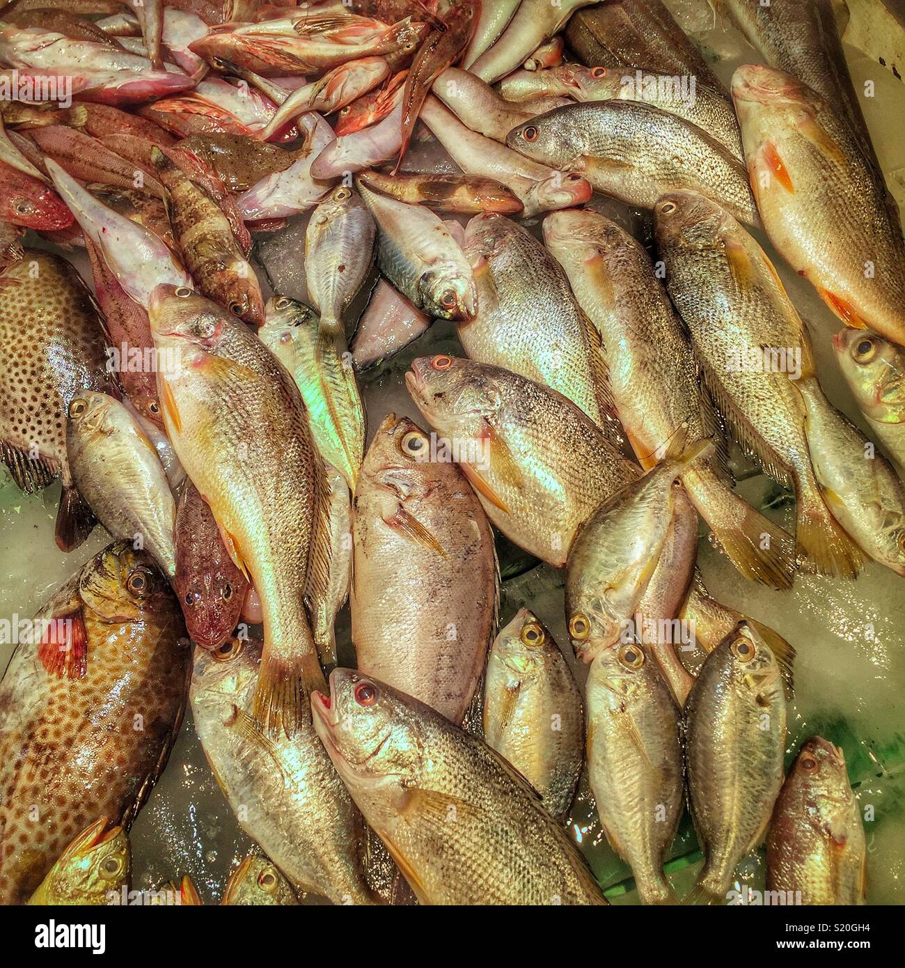 Fish for sale in a 'wet market' in Yuen Long, New Territories, Hong Kong - Smartphone Captured Stock Image