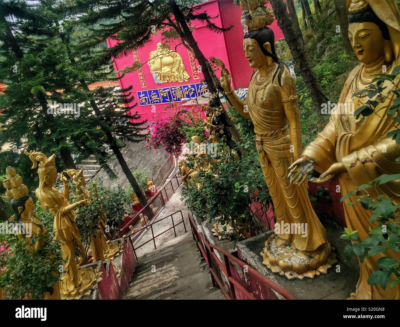 Golden statues of Kuan Yin, the Buddhist Goddess of Mercy, line the path to the upper level of the Ten Thousand Buddhas Monastery in Sha Tin, New Territories, Hong Kong - Smartphone Captured Stock Image