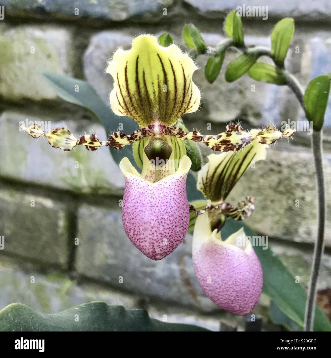 Orchid Paphiopedilum wardii pink flower Stock Photo