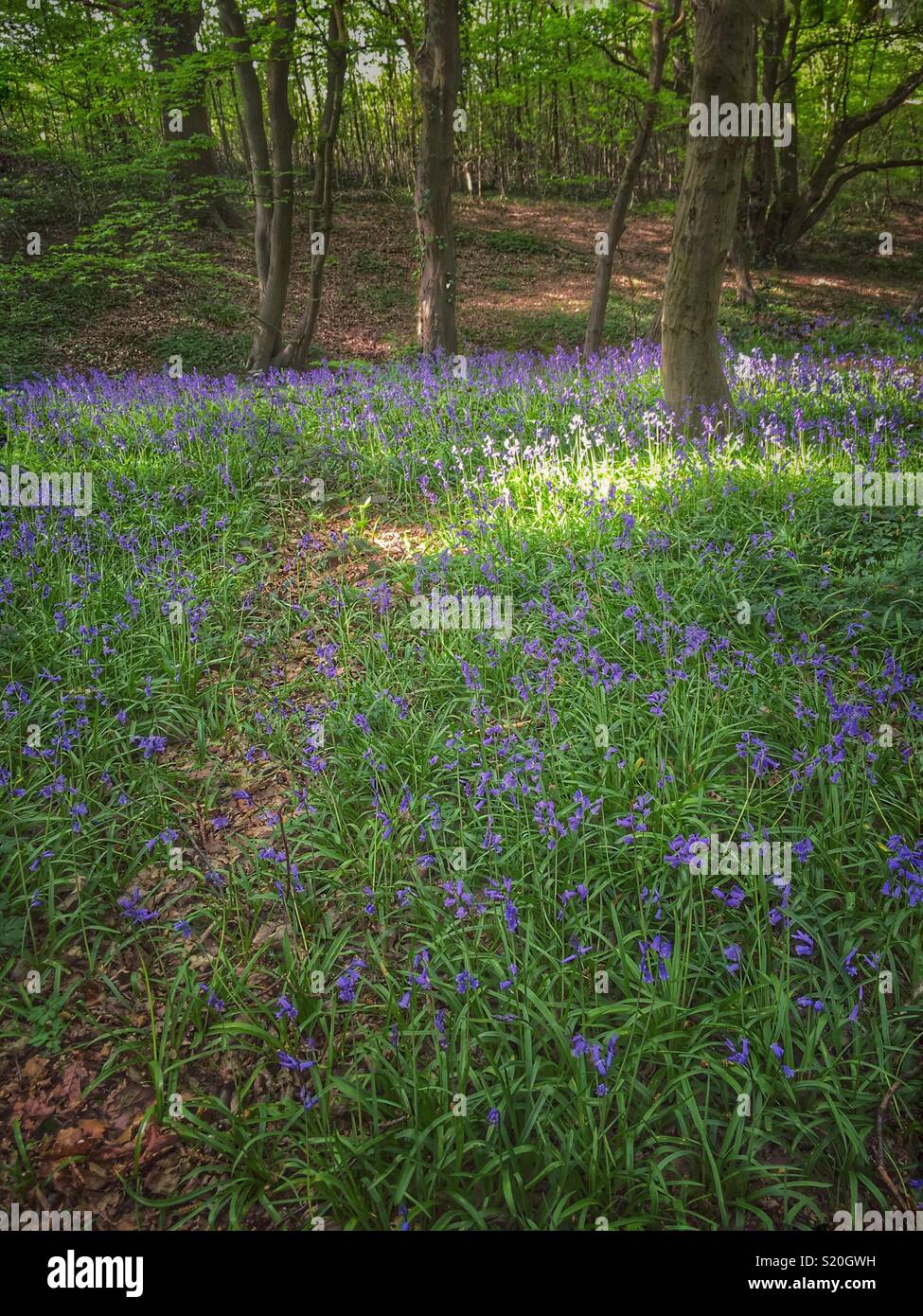 Spring Bluebells just beginning to flower in local woodlands. Stock Photo