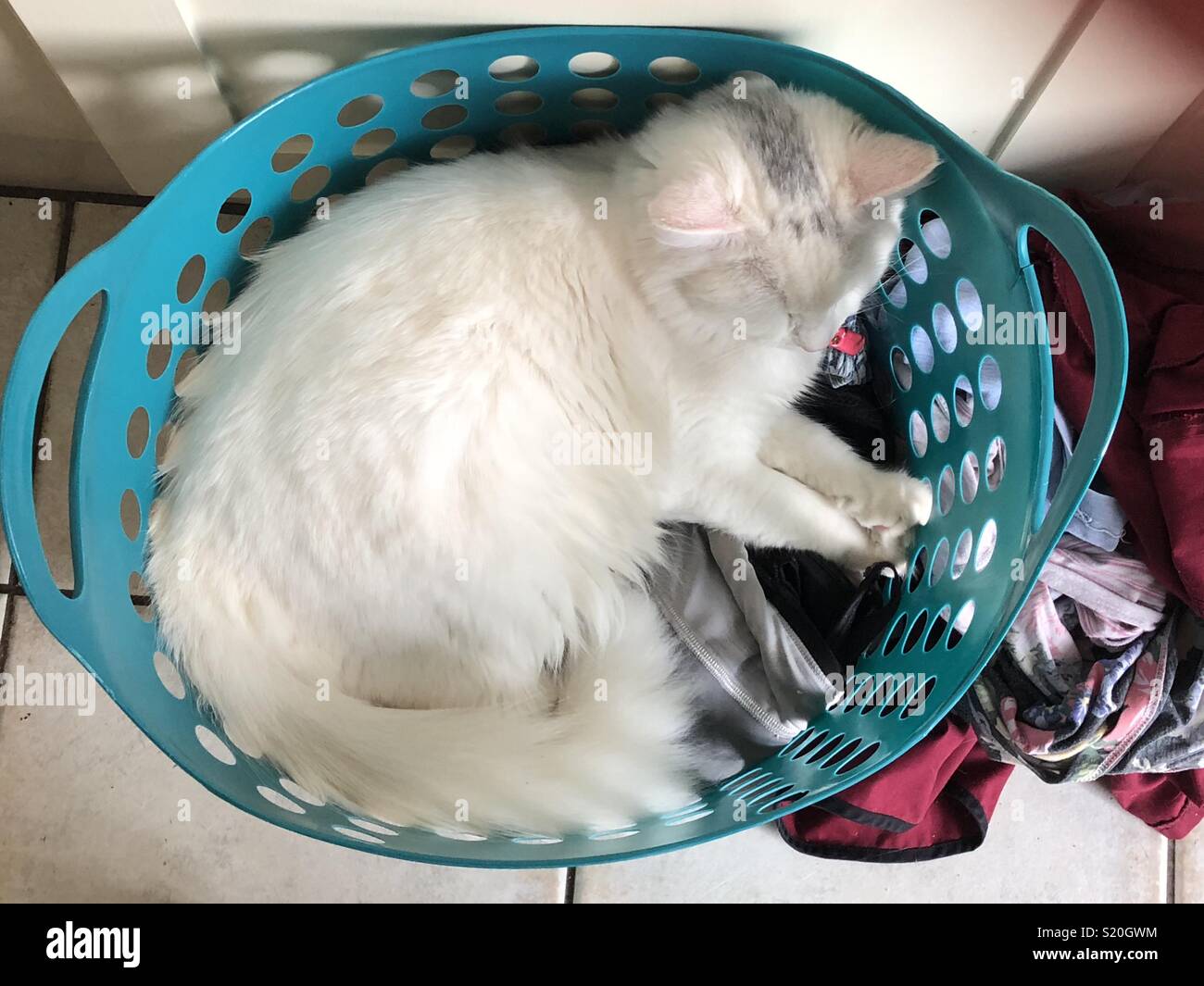 Cat asleep in washing basket Stock Photo Alamy