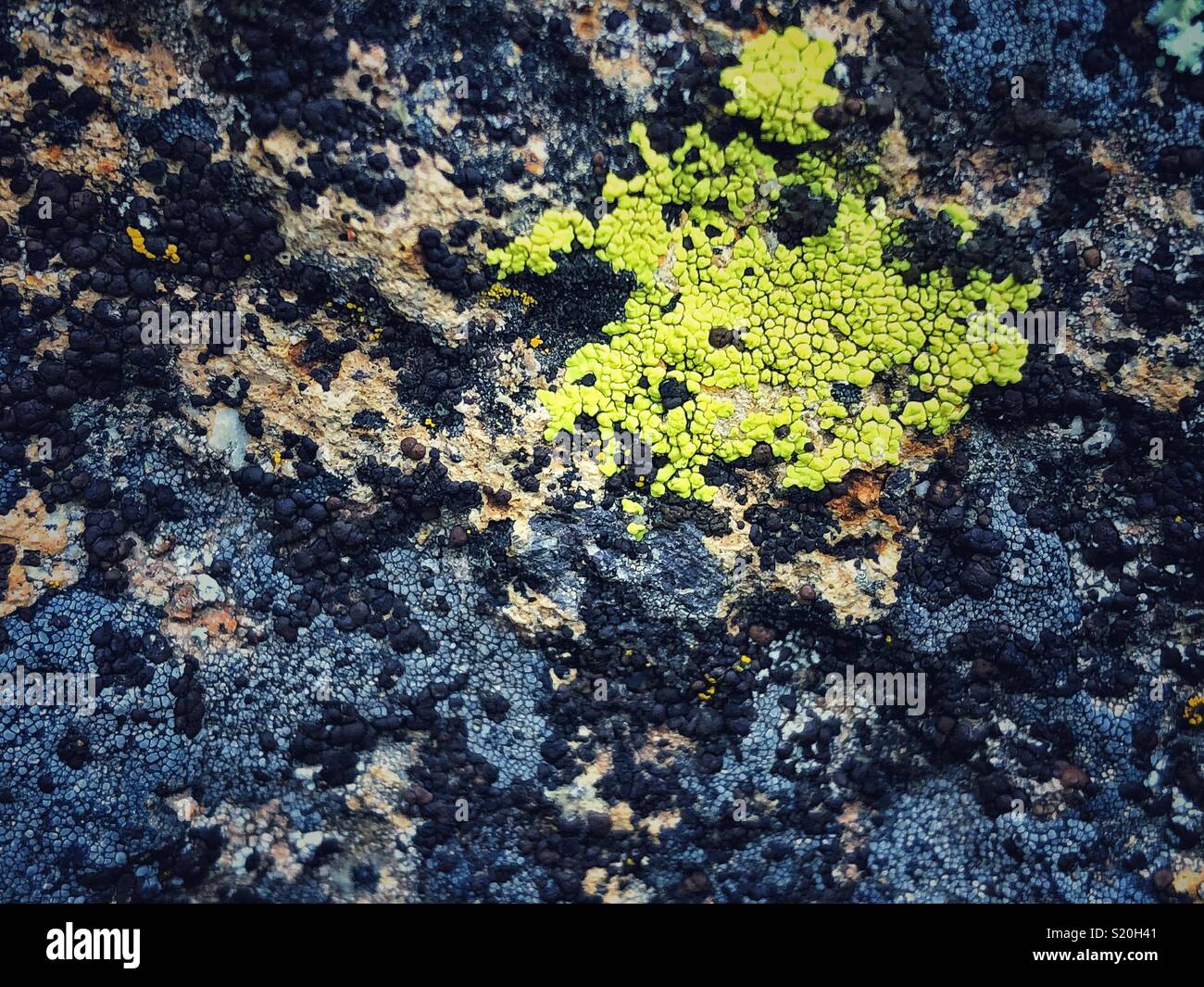 Bright green lichen on an ancient rock in Oregon Stock Photo