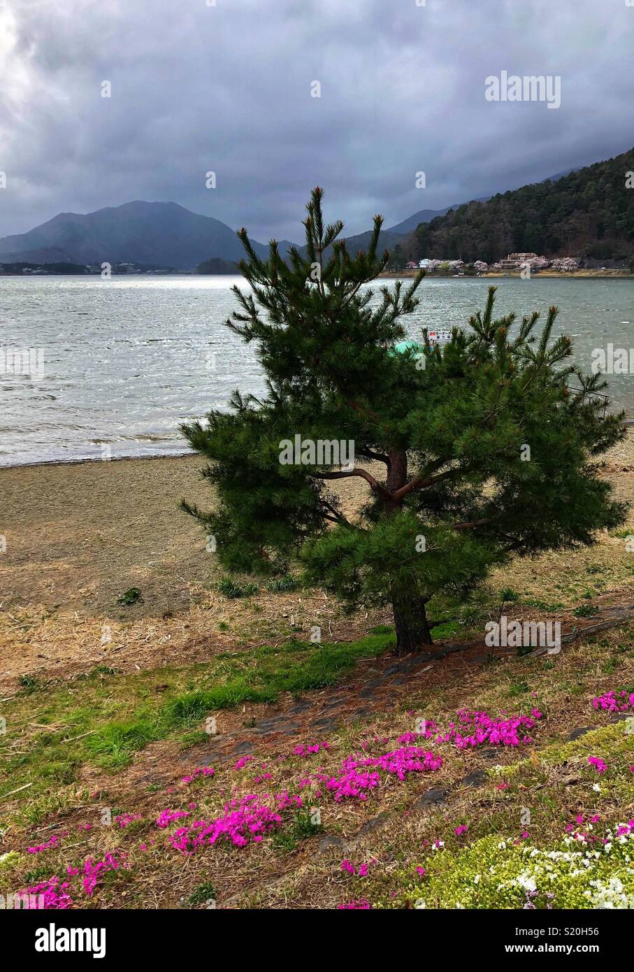 Lone tree on the banks of Lake Kawaguchi in Japan. - Smartphone Captured Stock Image
