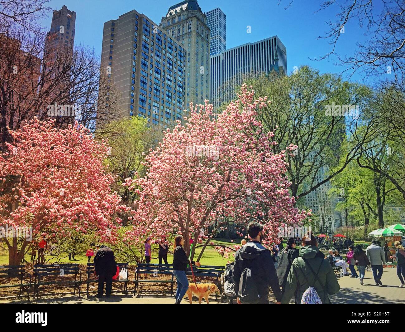 Crowds flock around flowering trees on the east Green in Central Park, New York City, USA - Smartphone Captured Stock Image