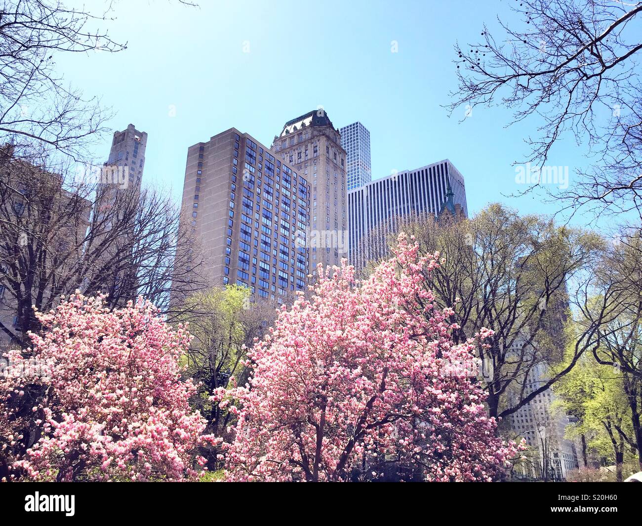 Flowering trees on the east Green in Central Park in front of the skyline along fifth Avenue, NYC, USA - Smartphone Captured Stock Image