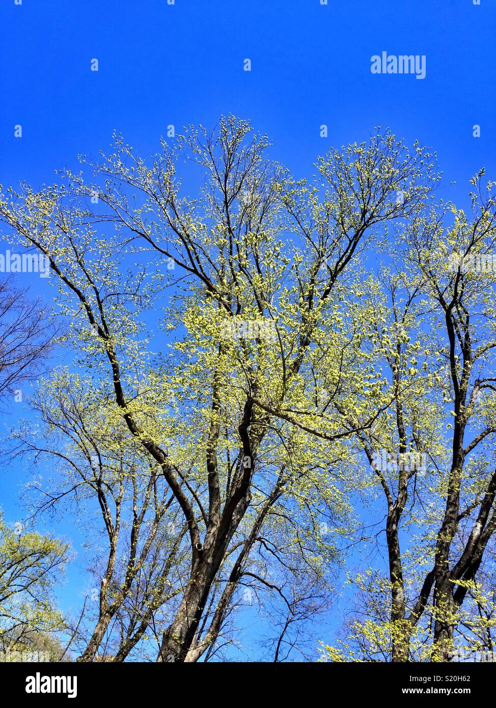 Trees showing new Light green leaves in the spring time, USA - Smartphone Captured Stock Image