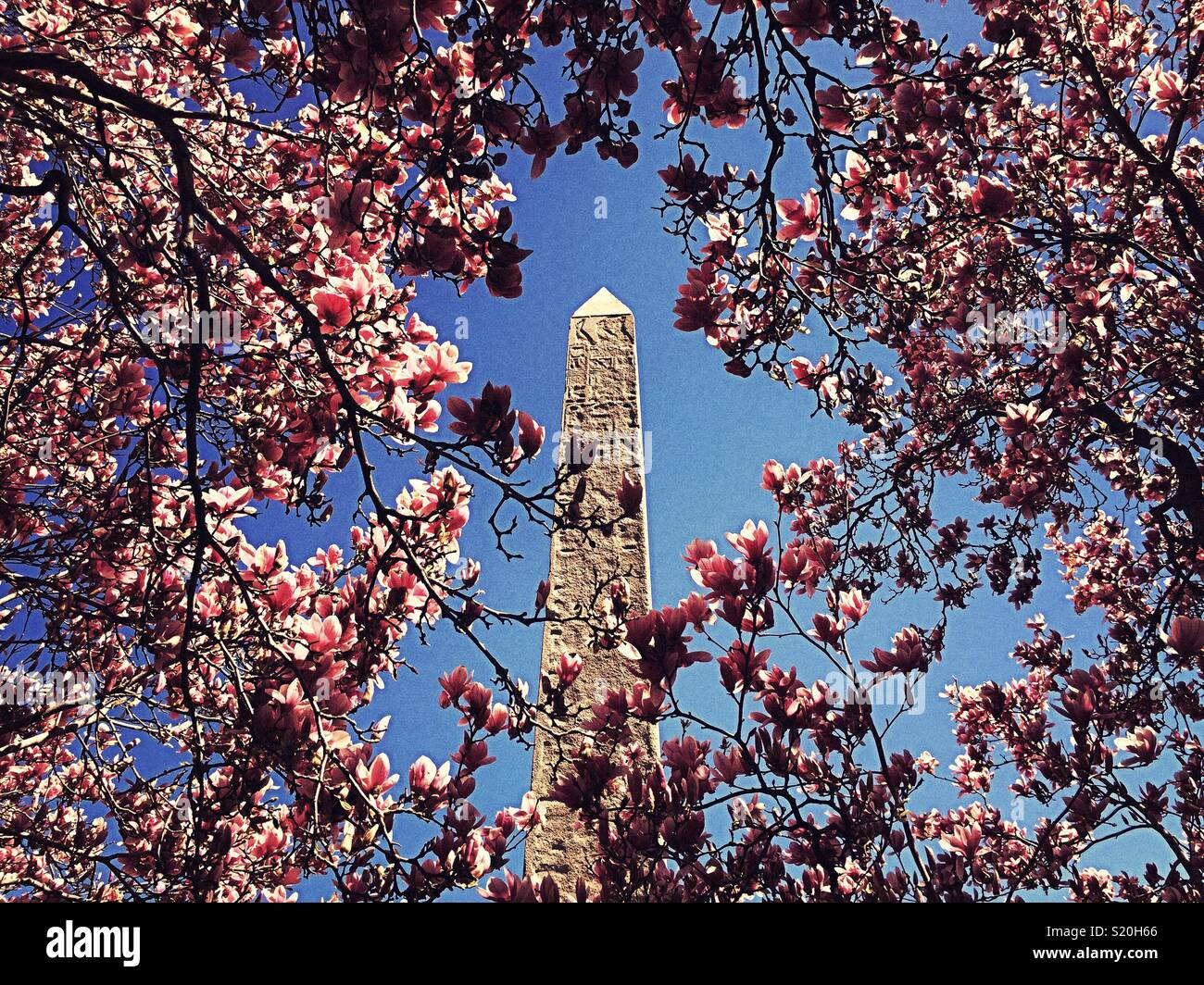 Springtime at Cleopatra’s needle surrounded by pink magnolia blossoms, Central Park, NYC, USA Stock Photo