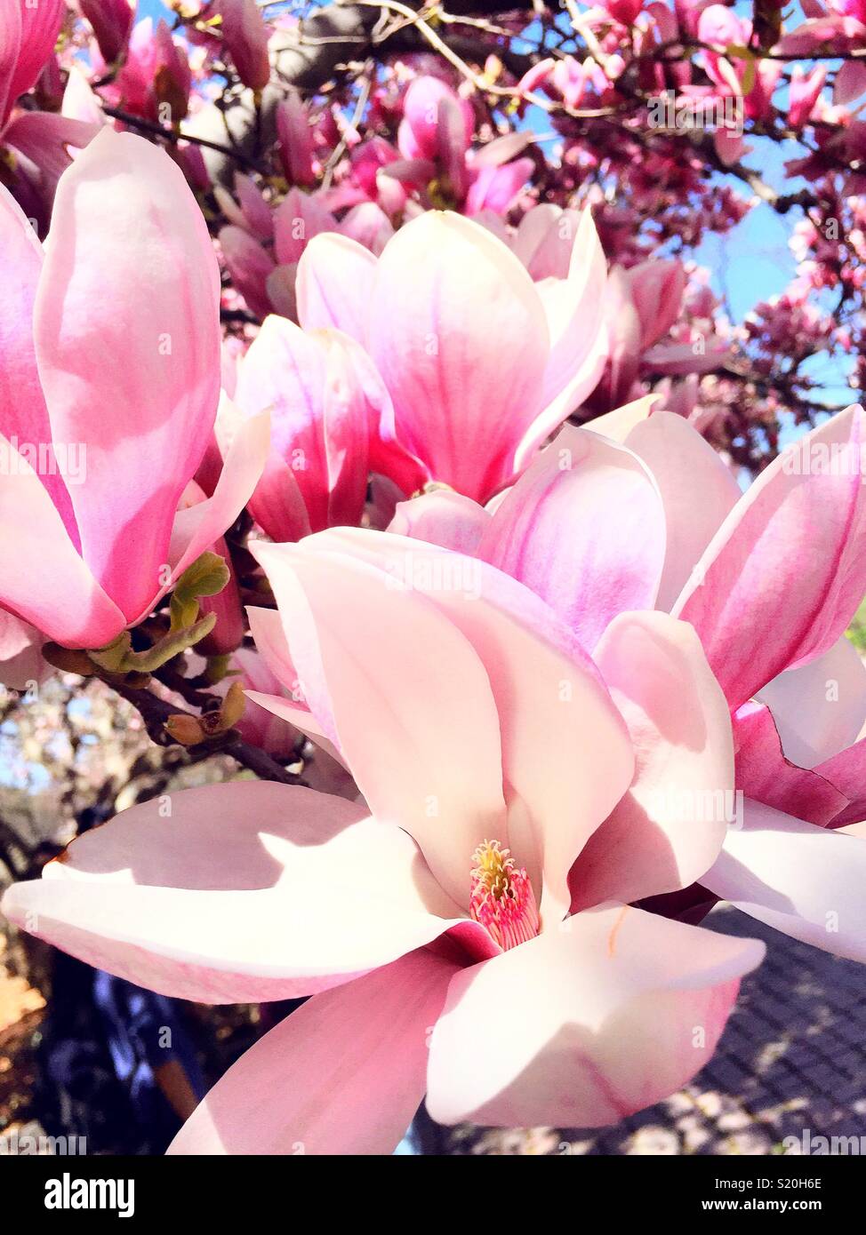Pink magnolia trees in full bloom along Park Ave., Murray Hill, New York City, USA - Smartphone Captured Stock Image